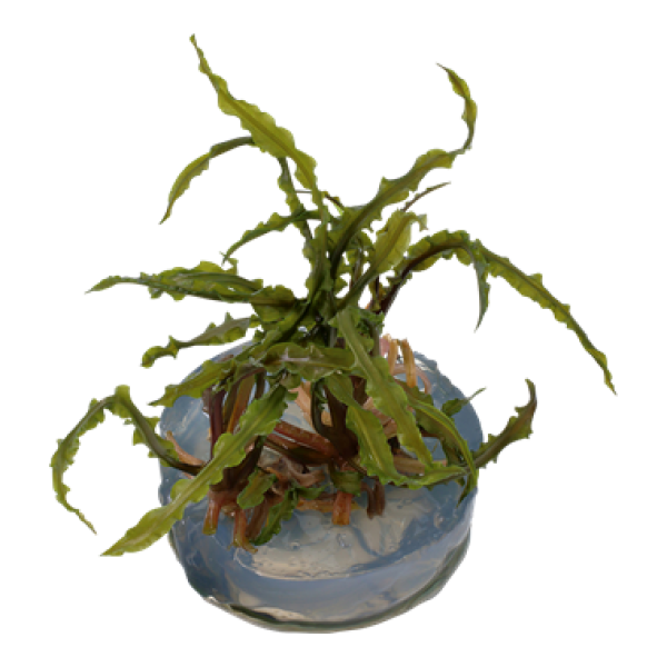 Cryptocoryne crispatula/ Grasblättriger Wasserkelch